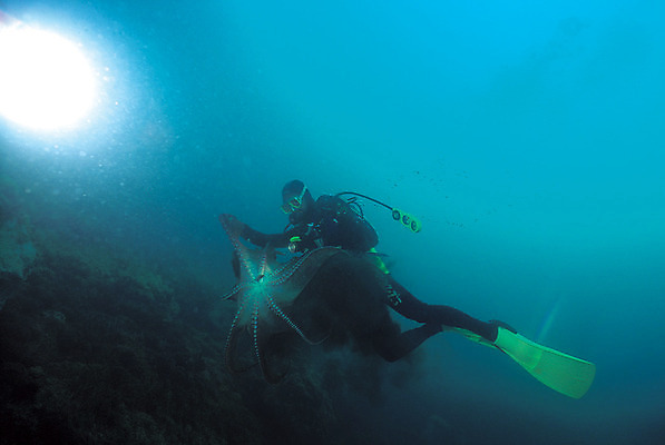 포토 JPG 주간 동물 한마리 바다 컬러 자연 연체동물 한명 야외 파란색 빛 바닷속 해저 수중 바다동물 수중동물 돌_바위 바위 잠수부 잠수 생태계 스쿠버다이빙 청록색 문어 스쿠버다이버 수중사진 국내포토 자연요소 1 무척추동물 사람 수상스포츠 전문직 파일형식