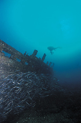 포토 JPG 주간 동물 바다 컬러 다수 여러마리 자연 어류 한명 풍경 야외 파란색 바닷속 해저 수중 수영 손상 빈티지 잠수부 잠수 생태계 스쿠버다이빙 청록색 난파선 스쿠버다이버 솔종개 선박 수중사진 국내포토 자연요소 1 컨셉 수상교통 배_교통 사람 수중동물 수상스포츠 전문직 파일형식