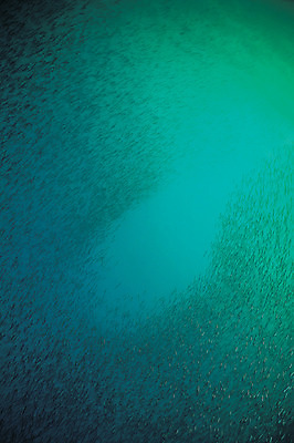 포토 JPG 주간 동물 바다 컬러 다수 백그라운드 여러마리 자연 어류 풍경 사람없음 야외 파란색 바닷속 해저 수중 바다동물 수중동물 생태계 청록색 멸치 멸치떼 수중사진 국내포토 자연요소 파일형식