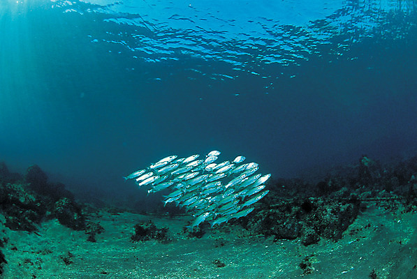 포토 JPG 주간 동물 바다 다수 여러마리 자연 어류 풍경 사람없음 야외 바닷속 해저 수중 바다동물 수중동물 생태계 아지 수중사진 국내포토 자연요소 파일형식