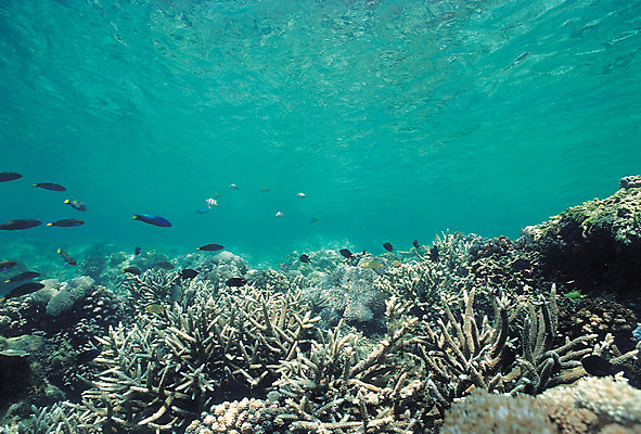 포토 JPG 주간 동물 바다 컬러 여러마리 자연 어류 풍경 사람없음 야외 바닷속 해저 수중 바다동물 수중동물 산호 산호초 생태계 청록색 사슴뿔산호 수중사진 국내포토 자연요소 다수 수중식물 자포동물 파일형식