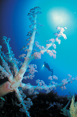 포토 JPG 주간 동물 바다 자연 한명 풍경 야외 바닷속 해저 수중 수영 바다동물 수중동물 산호 자포동물 산호초 잠수부 잠수 생태계 스쿠버다이빙 스쿠버다이버 연산호 수중사진 국내포토 자연요소 1 사람 수상스포츠 수중식물 전문직 파일형식