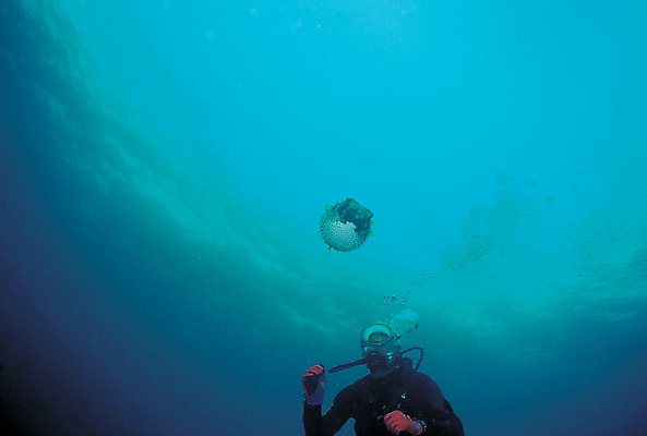 포토 JPG 주간 동물 한마리 바다 로우앵글 컬러 자연 어류 한명 풍경 야외 파란색 바닷속 해저 수중 수영 바다동물 수중동물 복어 잠수부 잠수 생태계 스쿠버다이빙 청록색 스쿠버다이버 수중사진 국내포토 자연요소 1 뷰포인트 사람 수상스포츠 전문직 파일형식