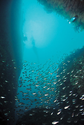 포토 JPG 주간 동물 바다 다수 여러마리 자연 어류 풍경 사람없음 야외 바닷속 해저 수중 바다동물 수중동물 절벽 돌_바위 바위 생태계 수중절벽 수중사진 국내포토 자연요소 파일형식