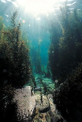 포토 JPG 주간 식물 바다 자연 풍경 사람없음 야외 빛 햇빛 바닷속 해저 수중 바다동물 수중동물 돌_바위 바위 풀 수중식물 해조류 숲 생태계 수중사진 국내포토 자연요소 동물 태양 해양식물 파일형식