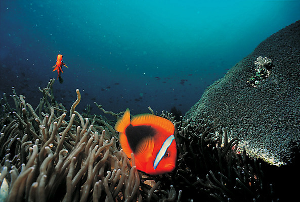 포토 JPG 주간 동물 바다 여러마리 자연 어류 풍경 사람없음 야외 바닷속 해저 수중 바다동물 수중동물 생태계 말미잘 크라운피쉬 수중사진 국내포토 자연요소 다수 자포동물 파일형식