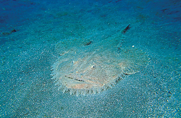 포토 JPG 주간 동물 한마리 모래 바다 컬러 자연 바닥 어류 풍경 근접촬영 사람없음 야외 파란색 바닷속 해저 수중 바다동물 수중동물 생태계 청록색 아귀 수중사진 국내포토 자연요소 1 뷰포인트 파일형식