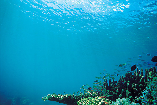 포토 JPG 주간 동물 바다 컬러 다수 여러마리 자연 어류 풍경 사람없음 야외 파란색 바닷속 해저 수중 바다동물 수중동물 산호 산호초 생태계 수중사진 국내포토 자연요소 수중식물 자포동물 파일형식