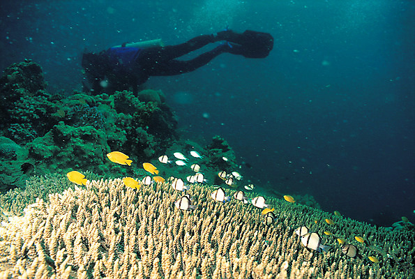 포토 JPG 주간 동물 바다 다수 여러마리 자연 어류 한명 풍경 야외 바닷속 해저 수중 수영 바다동물 수중동물 산호 산호초 잠수부 열대어 잠수 생태계 스쿠버다이빙 스쿠버다이버 요정물고기 수중사진 국내포토 자연요소 1 사람 수상스포츠 수중식물 자포동물 전문직 파일형식