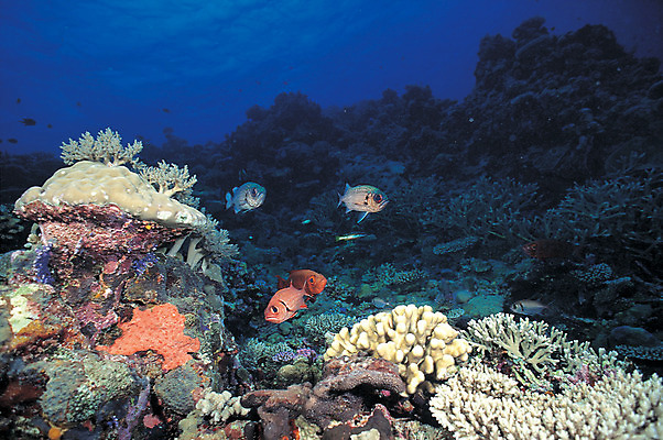 포토 JPG 주간 동물 바다 여러마리 자연 어류 풍경 사람없음 야외 바닷속 해저 수중 바다동물 수중동물 산호 산호초 열대어 생태계 수중사진 국내포토 자연요소 다수 수중식물 자포동물 파일형식