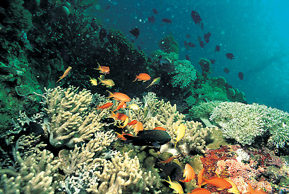 포토 JPG 주간 동물 바다 다수 여러마리 자연 어류 풍경 사람없음 야외 바닷속 해저 수중 바다동물 수중동물 산호 산호초 생태계 요정물고기 수중사진 국내포토 자연요소 수중식물 자포동물 파일형식