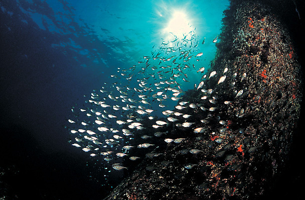 포토 JPG 주간 동물 바다 로우앵글 다수 여러마리 자연 어류 풍경 사람없음 야외 바닷속 해저 수중 바다동물 수중동물 생태계 주걱턱고기 수중사진 국내포토 자연요소 뷰포인트 파일형식