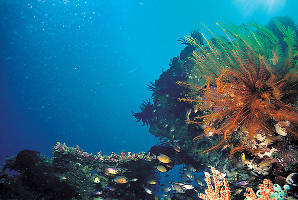 포토 JPG 주간 동물 바다 여러마리 자연 어류 풍경 사람없음 야외 바닷속 해저 수중 바다동물 수중동물 산호 산호초 생태계 수중사진 국내포토 자연요소 다수 수중식물 자포동물 파일형식