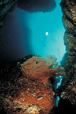 포토 JPG 주간 바다 자연 한명 사람 풍경 해변 야외 바닷속 해저 수중 어둠 돌_바위 바위 동굴 산호 산호초 잠수부 잠수 생태계 스쿠버다이빙 스쿠버다이버 수중동굴 수중사진 국내포토 자연요소 1 수상스포츠 수중식물 자포동물 전문직 파일형식