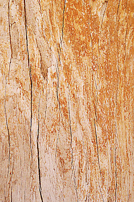 포토 JPG 나무 컬러 백그라운드 표면 근접촬영 사람없음 목재 갈색 균열 건축자재 결 자재 국내포토 식물 뷰포인트 무늬 재료 모션 파일형식