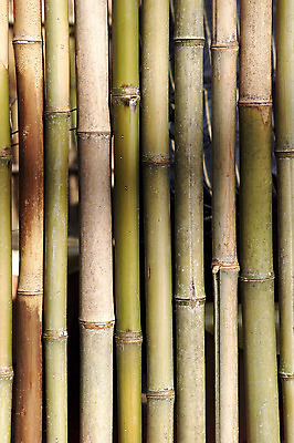 포토 JPG 주간 나무 식물 줄기 백그라운드 무늬 패턴 자연 근접촬영 사람없음 야외 나뭇가지 대나무 대 마디 국내포토 자연요소 뷰포인트 생태계 파일형식