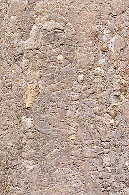 포토 JPG 주간 나무 식물 백그라운드 무늬 패턴 자연 표면 근접촬영 사람없음 야외 목재 껍질 거친 나무기둥 나무껍질 고목 국내포토 자연요소 뷰포인트 재료 생태계 파일형식