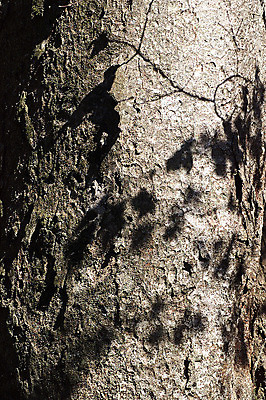 포토 JPG 주간 나무 식물 백그라운드 무늬 패턴 자연 표면 그림자 근접촬영 사람없음 야외 목재 빛 껍질 거친 벗겨짐 나무기둥 나무껍질 고목 국내포토 자연요소 뷰포인트 재료 모션 생태계 파일형식