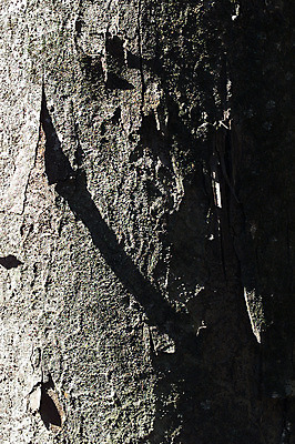 포토 JPG 주간 나무 식물 백그라운드 무늬 패턴 자연 표면 그림자 근접촬영 사람없음 야외 목재 빛 껍질 거친 벗겨짐 나무기둥 나무껍질 고목 국내포토 자연요소 뷰포인트 재료 모션 생태계 파일형식