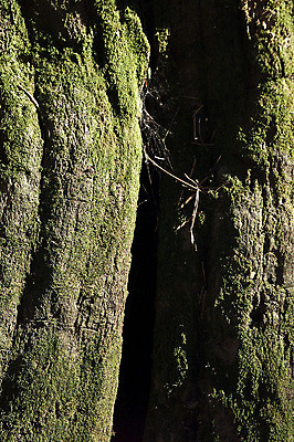 포토 JPG 주간 나무 식물 컬러 백그라운드 자연 그림자 이끼 근접촬영 사람없음 야외 초록색 틈 나무기둥 고목 국내포토 자연요소 뷰포인트 생태계 파일형식