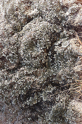 포토 JPG 주간 한국문화 한국전통 전통 문양 전통문화 백그라운드 무늬 표면 한국 석조 이끼 근접촬영 사람없음 야외 조형물 조각상 전통무늬 전통문양 돌_바위 거친 돌조각 부조 국내포토 자연요소 동양문화 아시아 문화 뷰포인트 미술 파일형식
