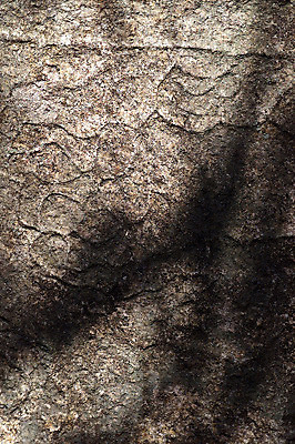 포토 JPG 주간 한국문화 한국전통 전통 문양 전통문화 조각 백그라운드 무늬 한국 석조 그림자 근접촬영 사람없음 야외 빛 조형물 조각상 전통무늬 전통문양 돌_바위 돌조각 부조 조각_조소 국내포토 자연요소 동양문화 아시아 문화 뷰포인트 미술 조소 파일형식