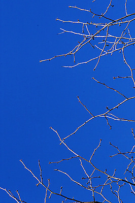 포토 JPG 주간 나무 식물 컬러 백그라운드 겨울 자연 하늘 건조 풍경 사람없음 야외 파란색 나뭇가지 국내포토 자연요소 계절 생태계 파일형식