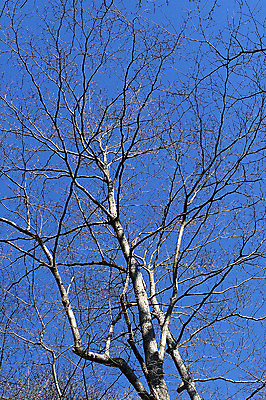 포토 JPG 주간 나무 식물 로우앵글 컬러 백그라운드 겨울 자연 하늘 건조 풍경 사람없음 야외 파란색 나뭇가지 국내포토 자연요소 계절 뷰포인트 생태계 파일형식
