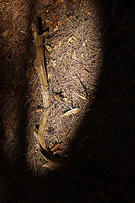 포토 JPG 나무 백그라운드 낙엽 건조 그림자 사람없음 야외 빛 하이앵글 어둠 나뭇가지 막대기 꼬챙이 건초 볏짚 나무막대기 국내포토 식물 뷰포인트 잎 주방용품 짚 파일형식