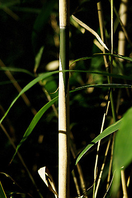 포토 JPG 주간 식물 줄기 컬러 백그라운드 잎 자연 나뭇잎 근접촬영 사람없음 야외 아웃포커스 초록색 나뭇가지 대나무 대 대나무잎 국내포토 자연요소 나무 뷰포인트 촬영기법 생태계 파일형식