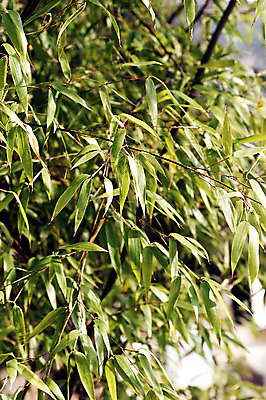 포토 JPG 주간 식물 줄기 컬러 백그라운드 잎 자연 나뭇잎 근접촬영 사람없음 야외 아웃포커스 초록색 나뭇가지 대나무 대나무잎 국내포토 자연요소 나무 뷰포인트 촬영기법 생태계 파일형식