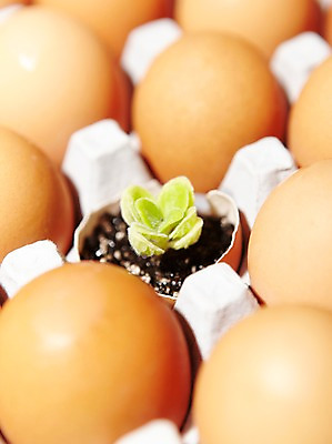 포토 JPG 스튜디오촬영 식물 실내 사람없음 새싹 자연보호 환경 계란 알 흙 에너지 절약 그린에너지 보호 환경보전 에너지절약 계란판 국내포토 컨셉 자연 내부 사회이슈 파일형식