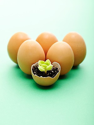 포토 JPG 스튜디오촬영 식물 실내 사람없음 새싹 자연보호 환경 계란 알 흙 에너지 절약 그린에너지 보호 환경보전 에너지절약 국내포토 컨셉 자연 내부 사회이슈 파일형식