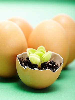 포토 JPG 스튜디오촬영 식물 실내 사람없음 새싹 자연보호 환경 계란 알 흙 에너지 절약 그린에너지 보호 환경보전 에너지절약 국내포토 컨셉 자연 내부 사회이슈 파일형식