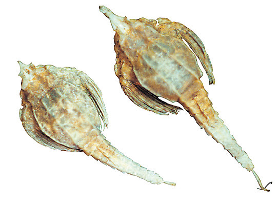 포토 JPG 동물 재료 건조 누끼 사람없음 바다동물 수중동물 한의학 두개 약재 한약재 한약 원료 해마 국내포토 바다 2 의학 약 파일형식