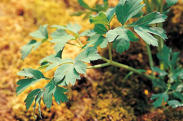 포토 JPG 주간 식물 컬러 재료 의학 자연 사람없음 야외 아웃포커스 초록색 한의학 약재 한약재 약초 한약 원료 방풍 식용식물 국내포토 자연요소 채소 촬영기법 약 풀_식물 생태계 파일형식