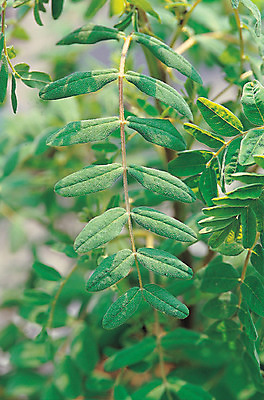 포토 JPG 식물 컬러 잎 재료 의학 자연 나뭇잎 사람없음 아웃포커스 초록색 한의학 약재 한약재 약초 한약 원료 황기 국내포토 촬영기법 약 풀_식물 생태계 파일형식