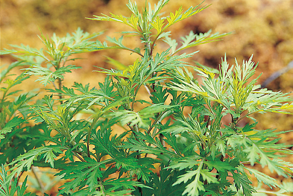 포토 JPG 주간 식물 컬러 재료 의학 자연 사람없음 야외 아웃포커스 초록색 한의학 약재 한약재 풀 약초 한약 원료 쑥 산나물 국내포토 자연요소 채소 촬영기법 약 풀_식물 생태계 나물 파일형식