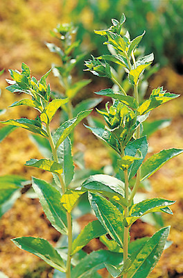 포토 JPG 주간 식물 컬러 재료 의학 자연 사람없음 야외 아웃포커스 초록색 한의학 약재 한약재 풀 약초 한약 원료 홍화차 국내포토 자연요소 촬영기법 차_음료 약 풀_식물 생태계 파일형식