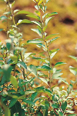 포토 JPG 주간 식물 컬러 잎 재료 의학 자연 나뭇잎 사람없음 야외 아웃포커스 초록색 한의학 약재 한약재 약초 한약 원료 구기자 국내포토 자연요소 열매 촬영기법 약 풀_식물 생태계 파일형식