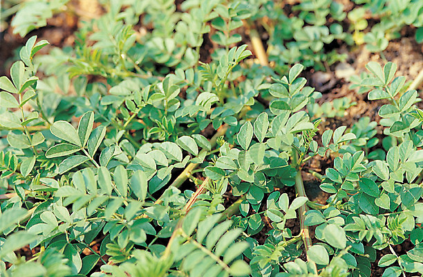 포토 JPG 주간 식물 컬러 재료 의학 자연 사람없음 야외 아웃포커스 초록색 한의학 약재 한약재 풀 약초 한약 원료 감초 국내포토 자연요소 촬영기법 약 풀_식물 생태계 파일형식