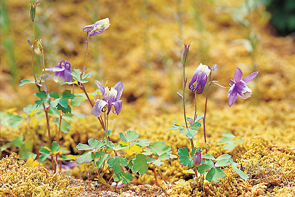 포토 JPG 주간 식물 꽃 여러송이 재료 의학 자연 사람없음 야외 아웃포커스 보라색 한의학 약재 한약재 약초 한약 원료 누두채 매발톱꽃 국내포토 자연요소 컬러 다수 촬영기법 약 풀_식물 생태계 파일형식