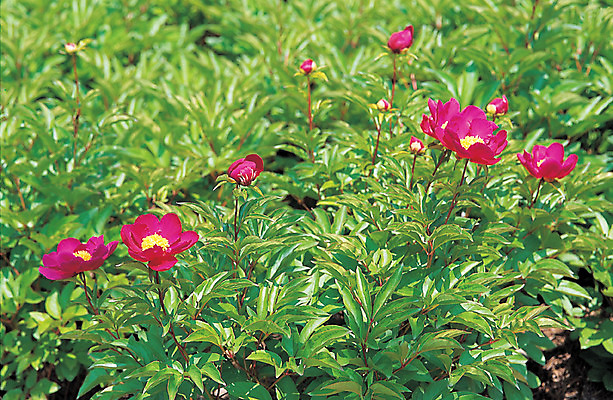 포토 JPG 주간 식물 꽃 컬러 여러송이 꽃밭 재료 의학 자연 사람없음 야외 초록색 한의학 약재 한약재 약초 한약 자주색 원료 작약 국내포토 자연요소 다수 약 풀_식물 생태계 파일형식