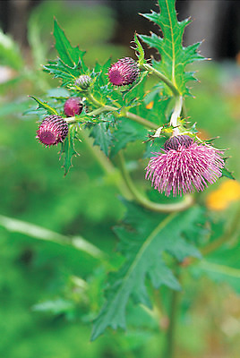 포토 JPG 주간 식물 꽃 분홍색 컬러 여러송이 재료 의학 자연 사람없음 야외 아웃포커스 한의학 약재 한약재 약초 한약 원료 엉겅퀴 국내포토 자연요소 다수 촬영기법 약 풀_식물 생태계 파일형식