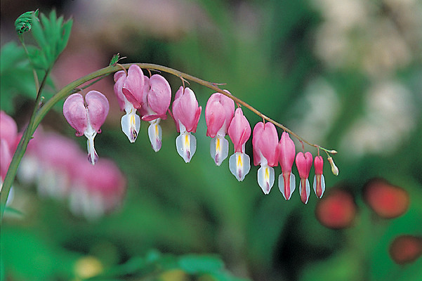 포토 JPG 주간 식물 꽃 분홍색 컬러 여러송이 재료 의학 자연 사람없음 야외 아웃포커스 한의학 약재 한약재 약초 한약 원료 금낭화 국내포토 자연요소 다수 촬영기법 약 풀_식물 생태계 파일형식
