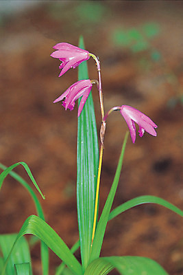 포토 JPG 주간 식물 꽃 분홍색 컬러 재료 자연 사람없음 야외 아웃포커스 한의학 약재 한약재 난초 약초 한약 원료 세송이 꽃대 국내포토 자연요소 의학 촬영기법 3 약 풀_식물 생태계 파일형식
