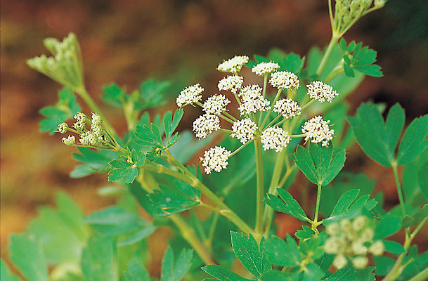 포토 JPG 주간 식물 꽃 컬러 재료 의학 자연 사람없음 야외 아웃포커스 초록색 한의학 약재 한약재 약초 한약 원료 방풍 식용식물 국내포토 자연요소 채소 촬영기법 약 풀_식물 생태계 파일형식