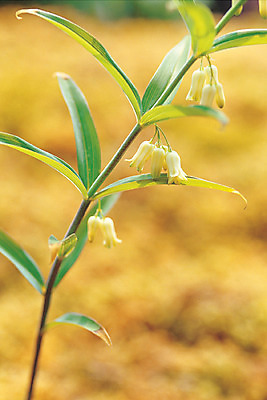 포토 JPG 주간 식물 재료 의학 자연 근접촬영 사람없음 야외 아웃포커스 한의학 약재 한약재 약초 한약 원료 둥굴레 식용식물 황정 국내포토 자연요소 뷰포인트 촬영기법 약 풀_식물 생태계 파일형식