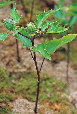 포토 JPG 주간 식물 컬러 재료 의학 자연 사람없음 야외 아웃포커스 초록색 한의학 약재 한약재 약초 한약 원료 독말풀 식용식물 국내포토 자연요소 촬영기법 약 풀_식물 생태계 파일형식