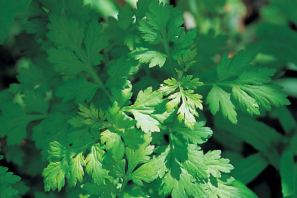 포토 JPG 주간 식물 컬러 재료 의학 자연 근접촬영 사람없음 야외 아웃포커스 초록색 하이앵글 한의학 약재 한약재 약초 한약 원료 식용식물 쑥 산나물 국내포토 자연요소 뷰포인트 채소 촬영기법 약 풀_식물 생태계 나물 파일형식